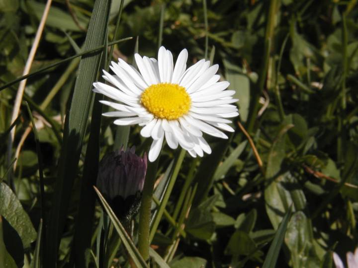 Marguerite  